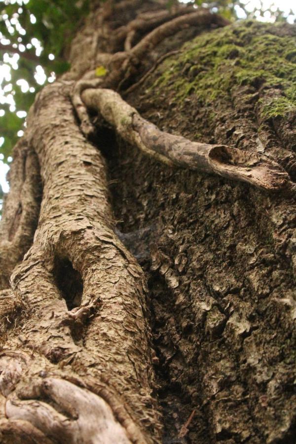 Locanda Dei Baroni - Antica Dimora Camaldoli Ngoại thất bức ảnh